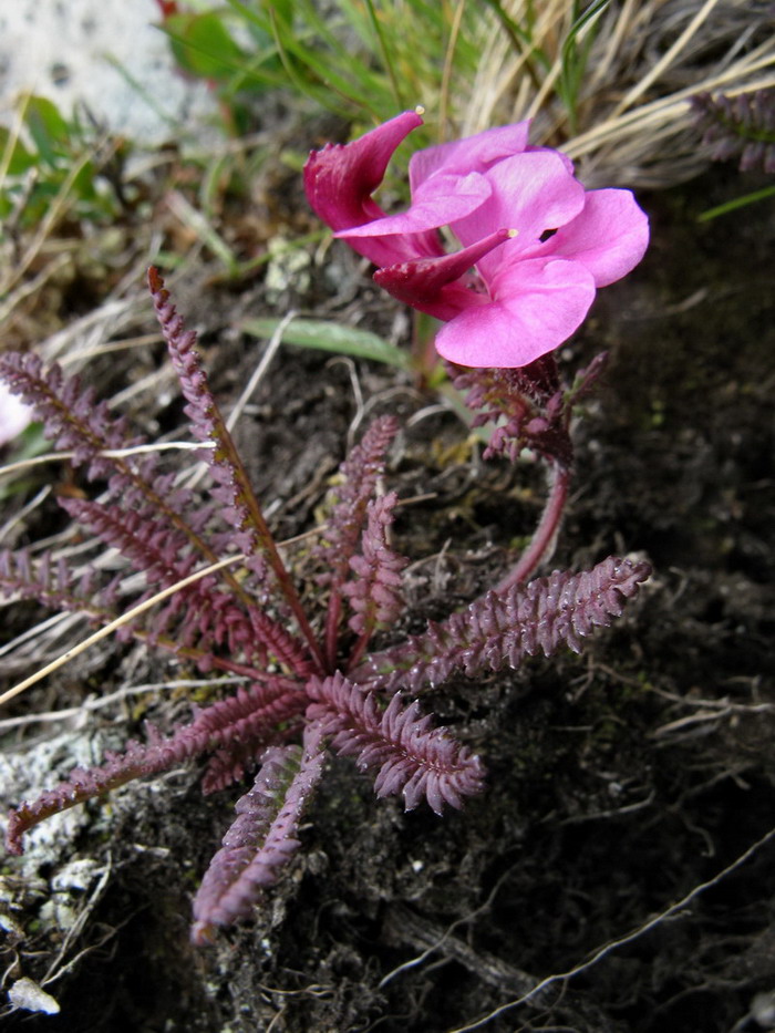 Pedicularis su substrato roccioso siliceo